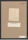 Navicula sp. (de-Toni-Nr.: Genus 1) Zeichnungen Sammlung Grunow Nr. 1576 (NHMW-BOT-W0368108)